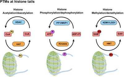 Role of posttranslational modifications in memory and cognitive impairments caused by neonatal sevoflurane exposure